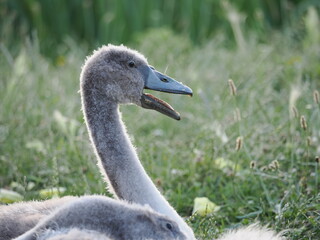 baby swan open beak