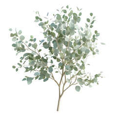 Obraz premium Delicate eucalyptus plant illustration.