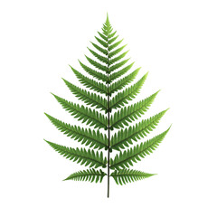 Naklejka premium Close-up of a vibrant green fern frond.