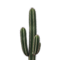 Single cactus against white background