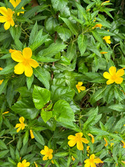 yellow flowers background covered with green leaves