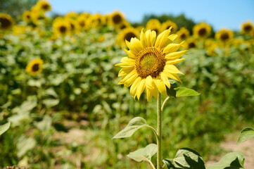 Fototapeta premium A sunflower displays its bright yellow petals against a blurred green background on a sunny summer day.