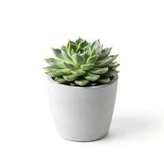 Succulent plant in gray pot