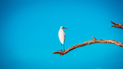 Wild Scenery and Birdlife Captured in Yala, Sri Lanka

