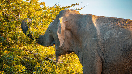 Wild Elephants Walking Freely in Yala National Park, Sri Lanka

