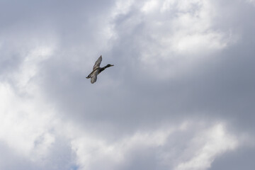 Mallard duck flying in cloudy sky