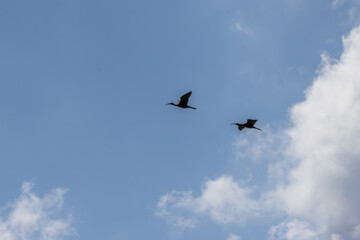 Two glossy ibis are flying in the blue sky with clouds