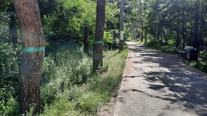 trees in the park marked with paint for subsequent cutting down