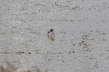Black winged stilt chick foraging in shallow water