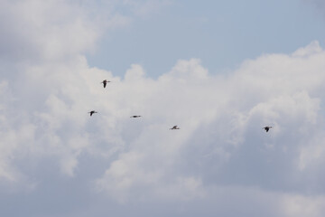 Glossy ibis birds flying in cloudy sky formation