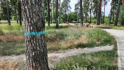 trees in the park marked with paint for subsequent cutting down