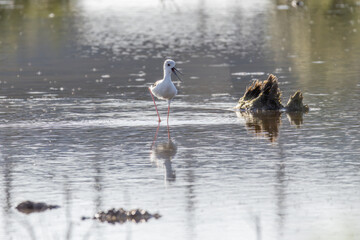 Black winged stilt walking in shallow water with reflection