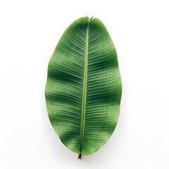 Tropical banana leaf image