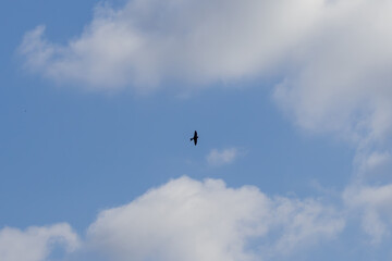 Bird flying in partly cloudy sky on sunny day