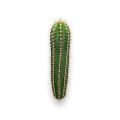 Vertical cactus against white background