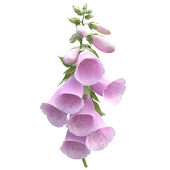 Naklejka premium Close-up of delicate pink foxglove flowers.