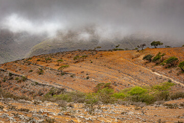 beautiful green landscape of salalah in oman during a khareef season