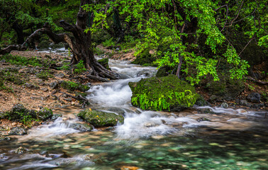 beautiful green landscape of salalah in oman during a khareef season