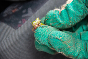 A person wearing gloves holds a locust with fingers while it bites. Close-up showing human–insect...