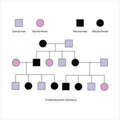 Pedigree Chart Illustrating X-Linked Dominant Inheritance