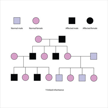 Y-Linked Inheritance Pedigree Chart