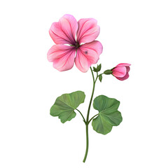 Fototapeta premium Detailed illustration of a pink flower and leaves.