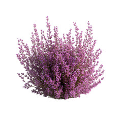 Obraz premium Close-up view of a cluster of vibrant purple flowers.