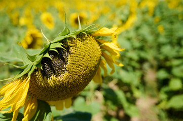 A sunflower displays its bright yellow petals against a blurred green background on a sunny summer day.
