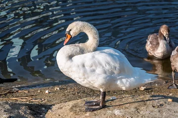 Fototapete Schwan Wild swans with their offspring on a pond in the reeds. Incredibly beautiful nature and birds.  © Dmitrii Potashkin