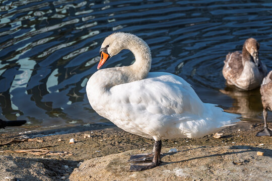 Wild swans with their offspring on a pond in the reeds. Incredibly beautiful nature and birds.