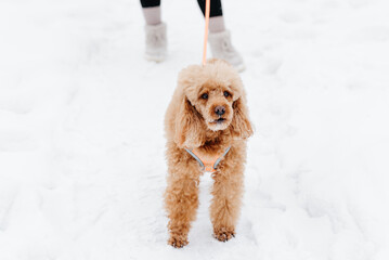 red poodle walking on leash with owner on white snow in winter day, dogwalking concept