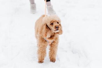 red poodle walking on leash with owner on white snow in winter day, dogwalking concept