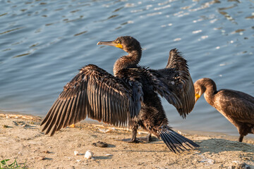 Great cormorant, Phalacrocorax carbo, sits on stone and dries its wings on the wind.