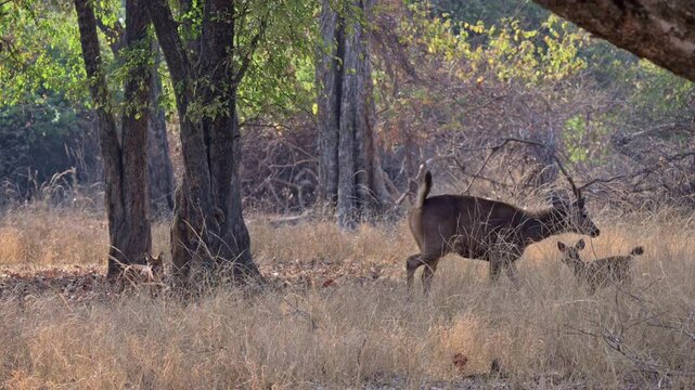 pack of dhole killing Sambar foal, dhole (Cuon alpinus) or indian wild dog at prey, Tadoba-Andhari Tiger Reserve, India, Asia