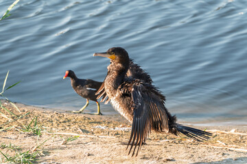Great cormorant, Phalacrocorax carbo, sits on stone and dries its wings on the wind.