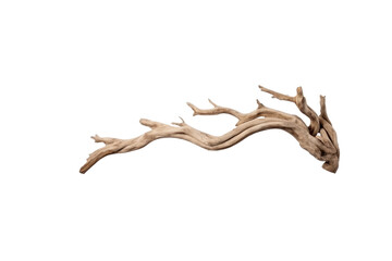 A piece of driftwood, bleached light brown, with a curved and branched form, isolated on a transparent background. background removed