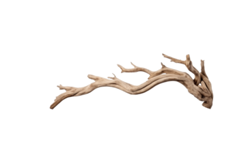 A piece of driftwood, bleached light brown, with a curved and branched form, isolated on a transparent background. background removed