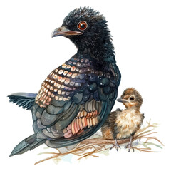 A Mother Koel With Her Kid, watercolor vector, isolated on a white background.