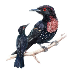 A Mother Koel With Her Kid, watercolor drawing vector, isolated on a white background.