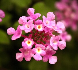 Fototapeta premium Close up op pink purple Lantana camara flower. With blurred background.