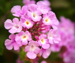 Close up op pink purple Lantana camara flower. With blurred background.