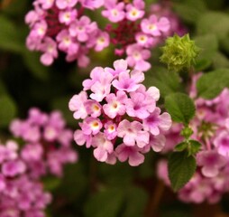 Close up op pink purple Lantana camara flower. With blurred background.