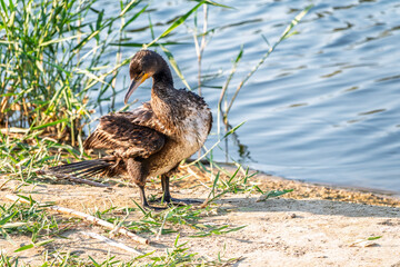 Great cormorant, Phalacrocorax carbo, standing on a stone on the sea shore.