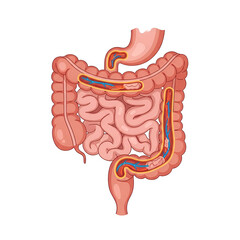 Small and large intestine flat vector illustration showing digestive system route, anatomy medical education concept