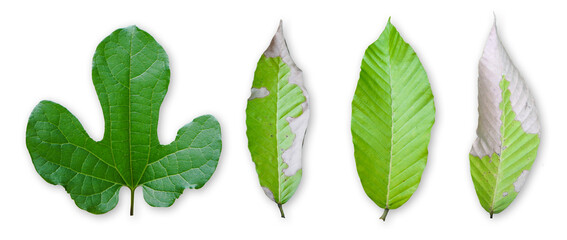 Green leaves isolated on transparent background