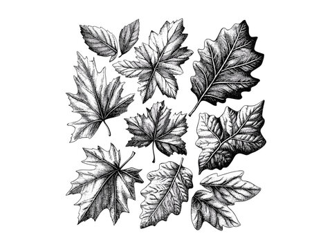 Engraved autumn leaves illustration, black and white vintage design, hand-drawn old engraving style, rustic fall decor, retro seasonal print, trendy sketch art, nature print, harvest theme