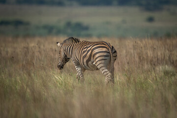 A plains zebra walking into the african savannah