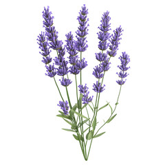 Obraz premium A bunch of vibrant lavender flowers against a black background.