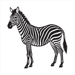 plain zebra vector illustration