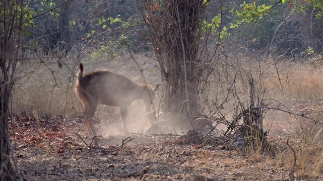pack of dhole killing Sambar foal, dhole (Cuon alpinus) or indian wild dog at prey, Tadoba-Andhari Tiger Reserve, India, Asia